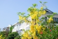Hoa muồng Hoàng yến tại Ecogarden
